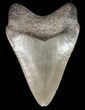 Tan, Serrated, Megalodon Tooth - Georgia #51025-2